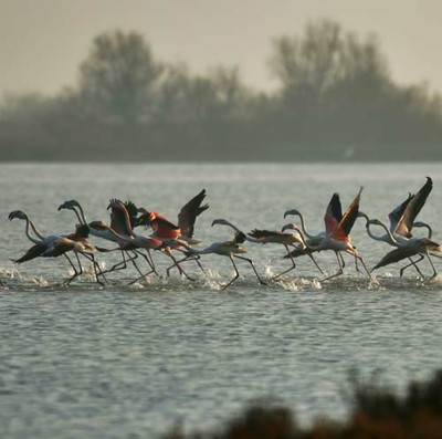 Flamencos