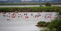 Pink flamingos