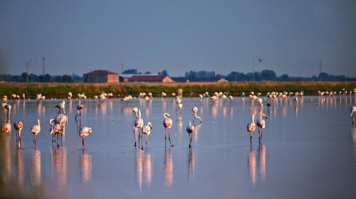 Bertuzzi Lagoon