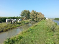 White horses of Boscoforte