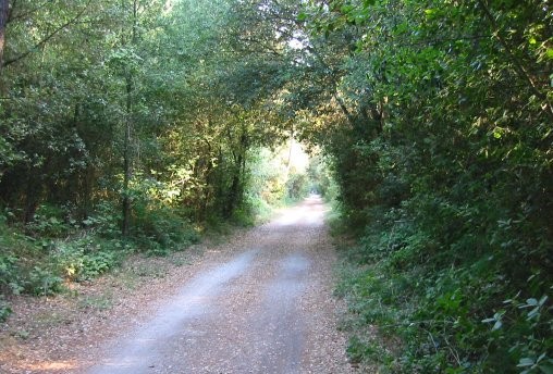 Pinewood of Po di Volano - Natural Reserve of Volano