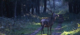 A Walk in the Bosco della Mesola