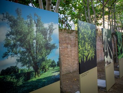 Old friends. Big trees in Ferrara