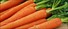 Carrots have a preference for the temperate climate and soils of the plain, and the cool temperatures. 