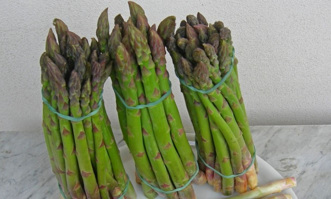 The green asparagus of Altedo - IGP