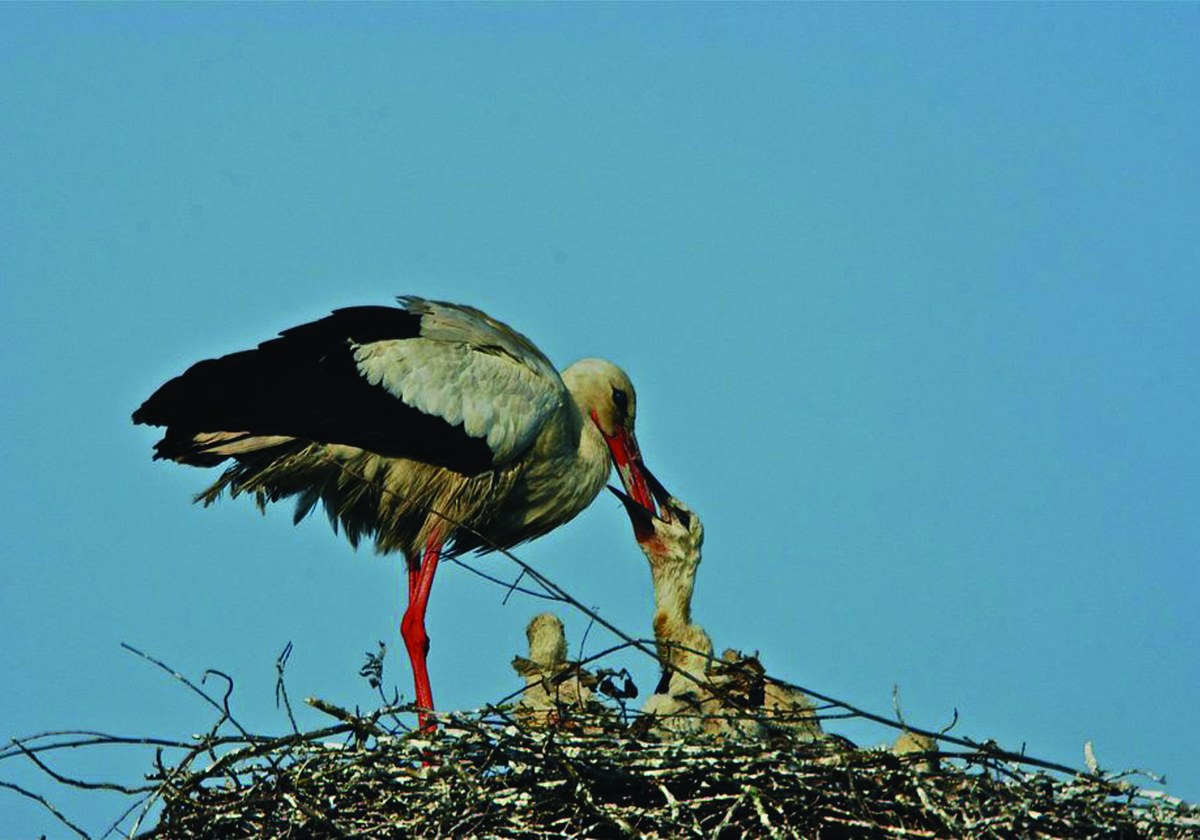 The house of the stork