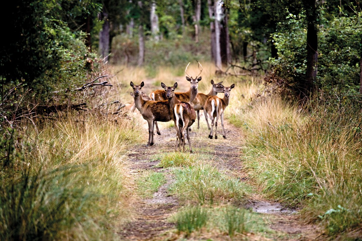 Bosco della Mesola - State Nature Reserve