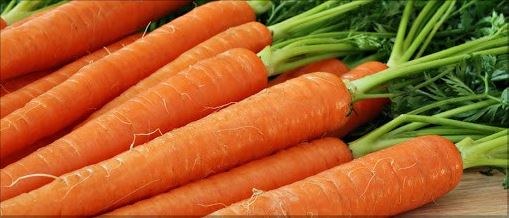 Carota del Delta ferrarese