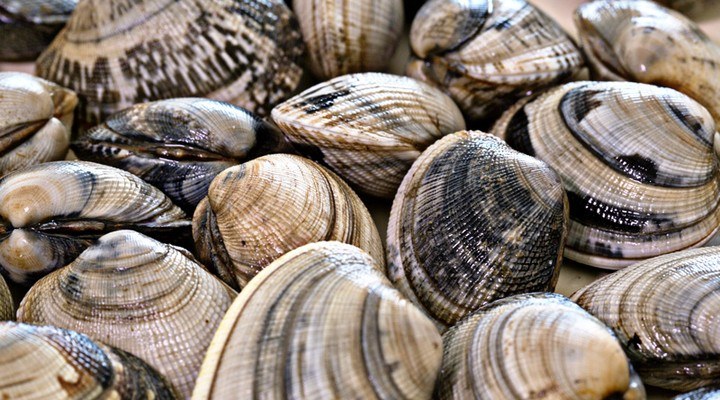 Vongole di Goro