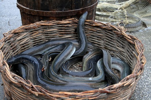 Comacchio Lagoon Eel