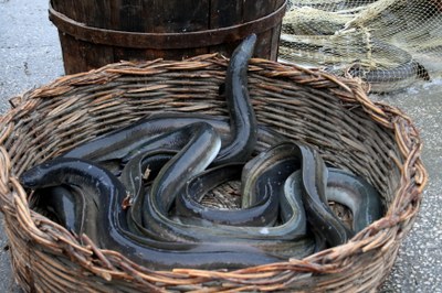 Comacchio Lagoon Eel