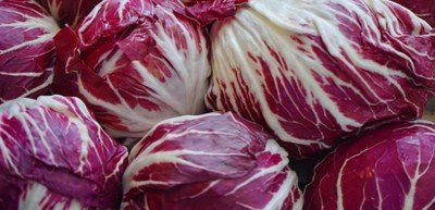 Delta Radicchio
