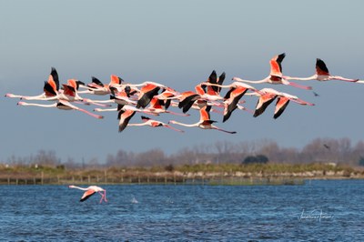 An itinerary to discover the birdlife of the Po Delta 