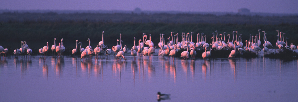 The pink flamingos of Comacchio