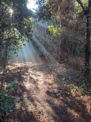 The Mesola Pine Forests