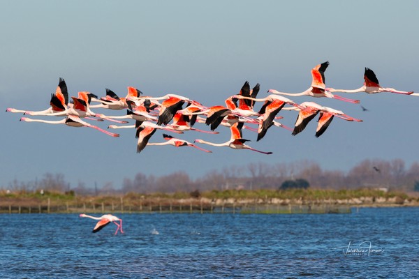 La salina - Parque Delta del Po