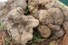 Los tipos de trufas comestibles presentes en el territorio de Ferrara son principalmente tres, aunque no es extraño ver otras especies del resto del territorio emiliano-romagnolo.