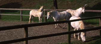 Centre d'équitation et élevage "Spiaggia Romea"