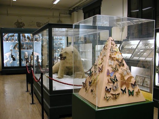 Musée d’Histoire Naturelle