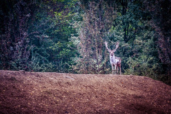 Bois de la Mesola - Parc du Delta du Pô