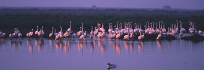 Flamants roses de comacchio