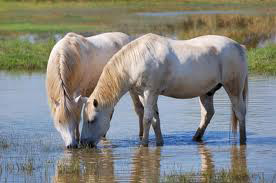 Cavalli camargue