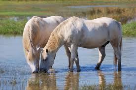 Cavalli camargue Cavalli camargue