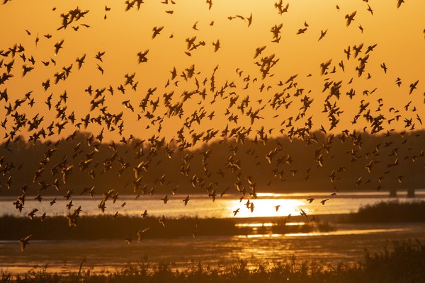 Immagine dell'evento