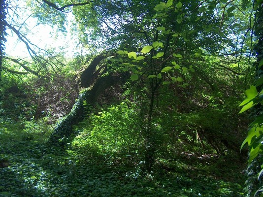 Bosco di Porporana