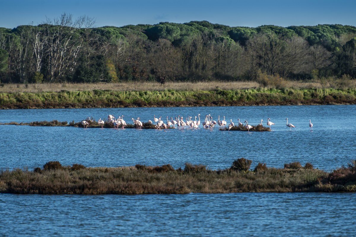 Le Vene di Bellocchio