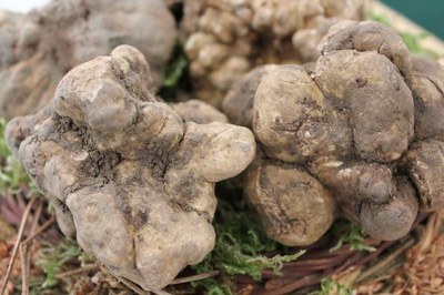 Tartufo Ferrarese De.Co