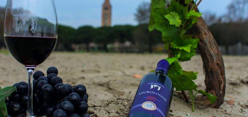 Vini del Bosco Eliceo DOP