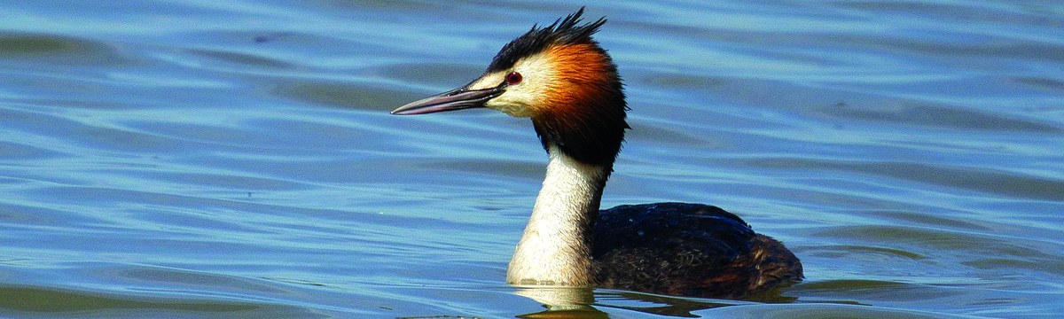 Anse vallive di Porto e Bacino di Bando