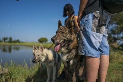 Aree sgambamento cani