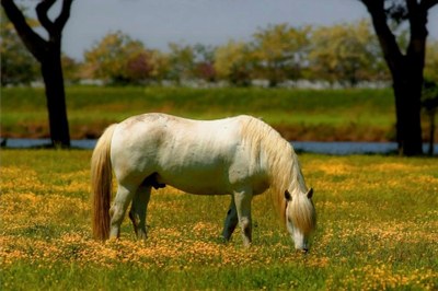 A cavallo nel cuore del Parco del Delta del Po
