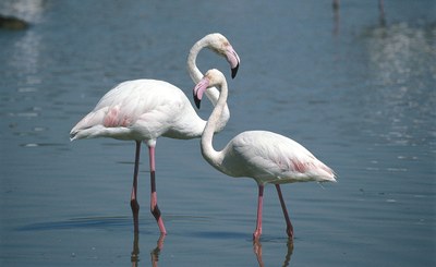 Con le sue 320 specie di uccelli, il Parco del Delta del Po si configura come una tra le migliori aree d’Italia per l’osservazione dell’avifauna, come attestato anche dalla Lipu. 