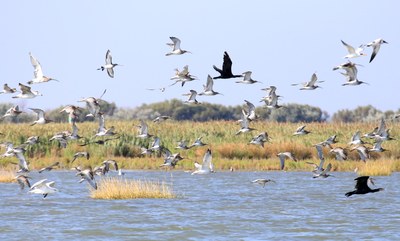 Oasi naturalistica di Gorino