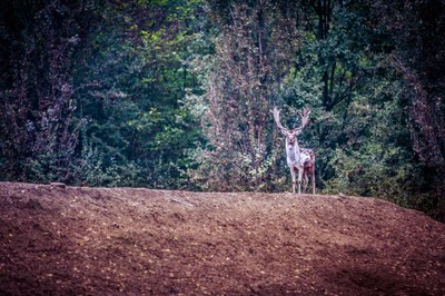 Riserva Naturale del Bosco della Mesola