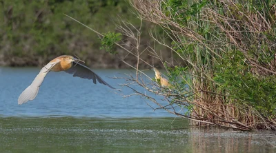 Con le sue Anse Vallive di Ostellato è oggi un centro dove praticare tante attività a contatto con la natura, tra cui la pesca sportiva.
