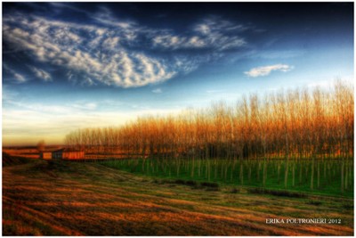 Campagne al tramonto