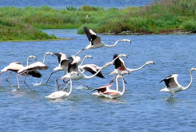 Tour nelle saline di Comacchio