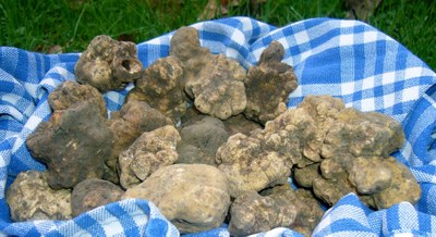 A Sant'Agostino XX edizione della Sagra del Tartufo autunnale del Bosco della Panfilia